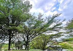 Caldecott Hill Estate (D11), Detached #543061481